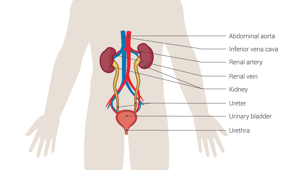 Urinary system medical illustration