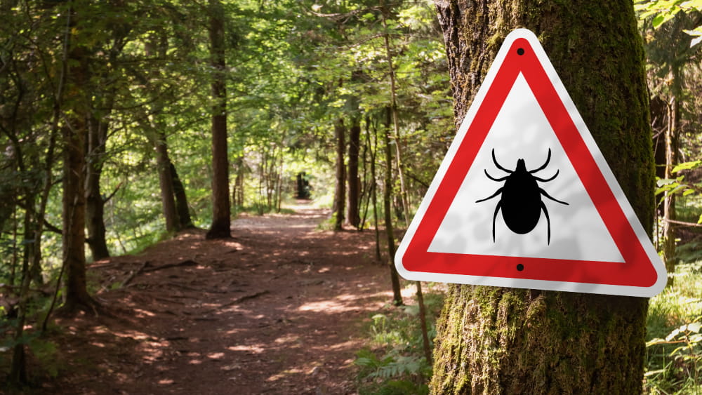 A sign warning about ticks on a nature trail