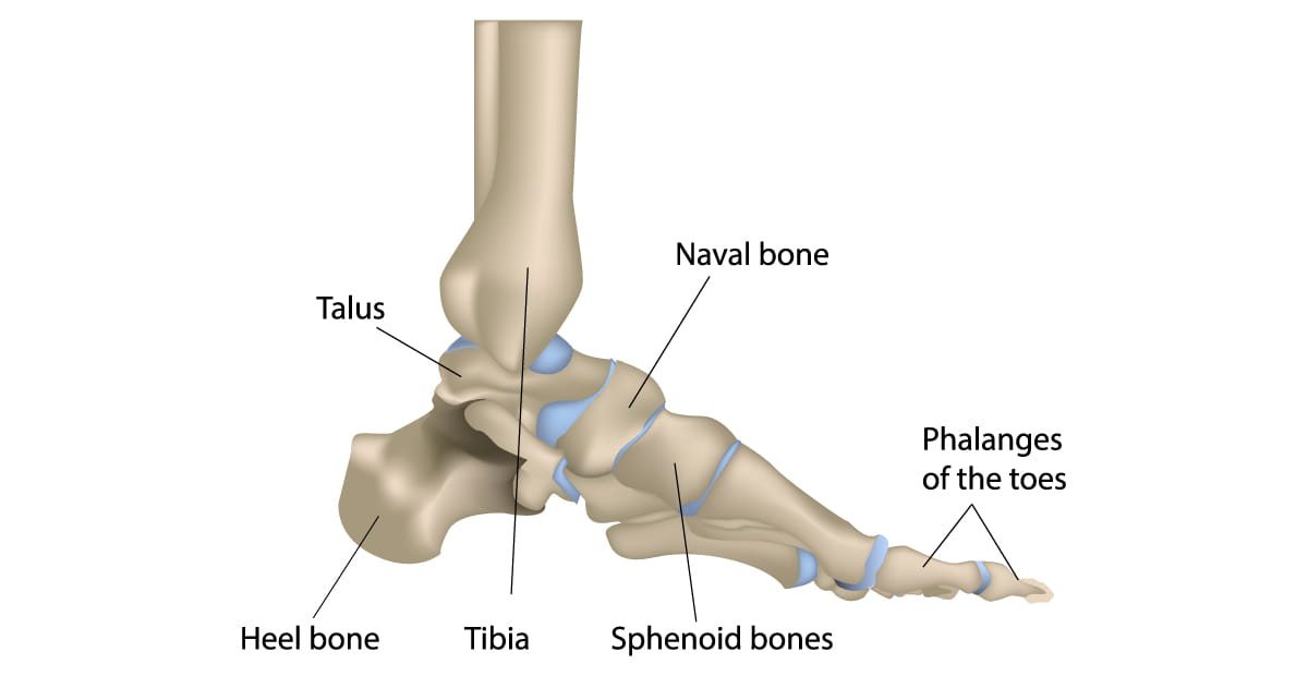A medical illustration of the foot including the talus bone